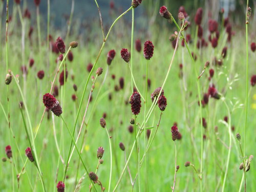 Wiesenknopf